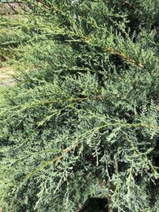Landscaping with Juniper: Maintain and Prune This Hearty Conifer Image